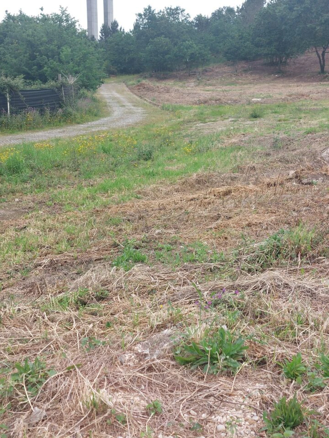 Terreno para Venda em Regilde Foto 11