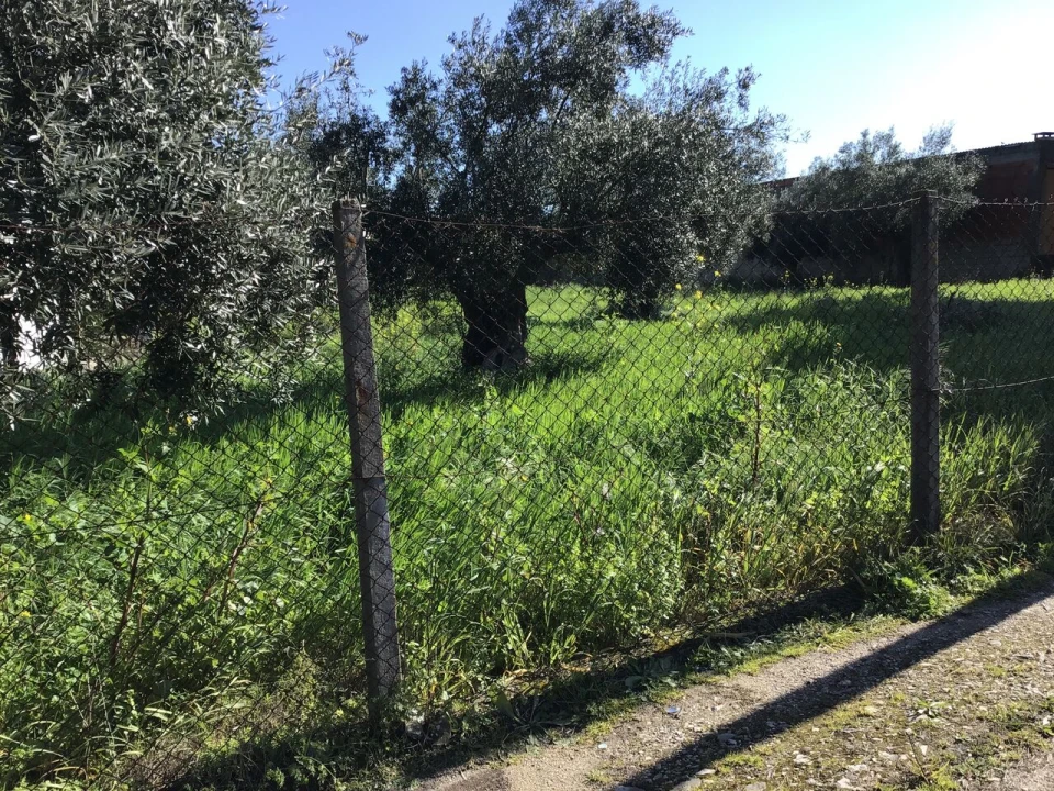 Terreno para Venda em São João Baptista e Santa Maria dos Olivais Foto 8