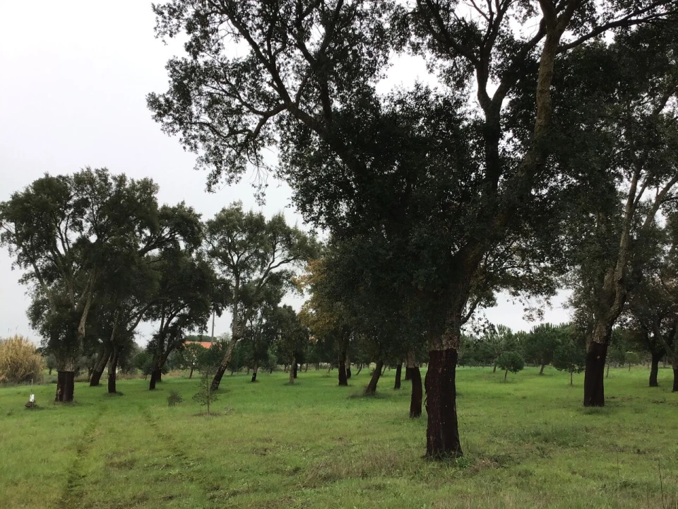 Terreno para Venda em Paialvo Foto 2