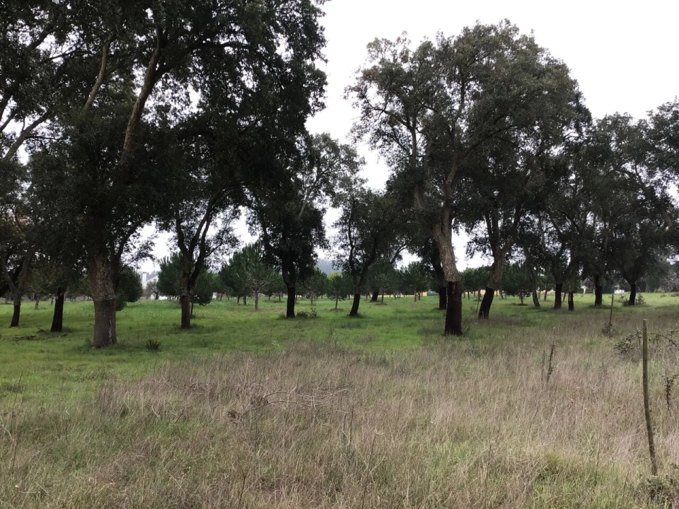 Terreno para Venda em Paialvo Foto 5