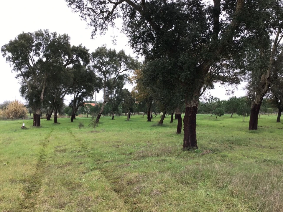 Terreno para Venda em Paialvo Foto 6