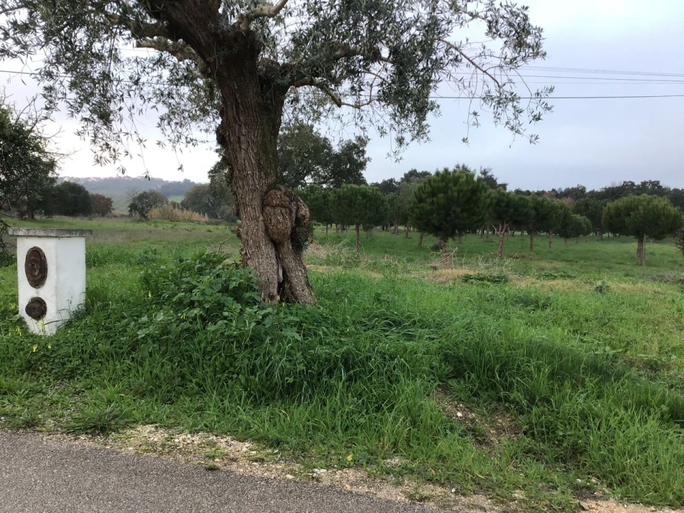 Terreno para Venda em Paialvo Foto 7