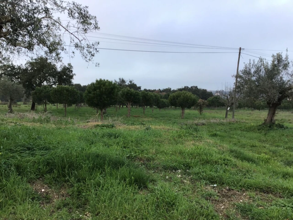 Terreno para Venda em Paialvo Foto 8
