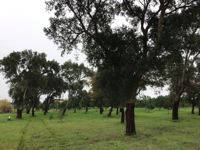 Terreno para Venda em Paialvo Foto 2