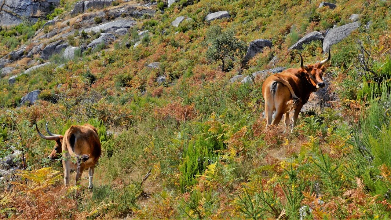 Moradia T3 para Venda em Gavieira Foto 12