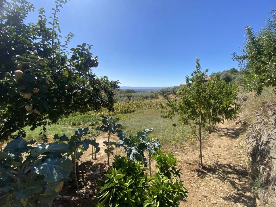 Quinta T2 para Venda em Cortiços Foto 10