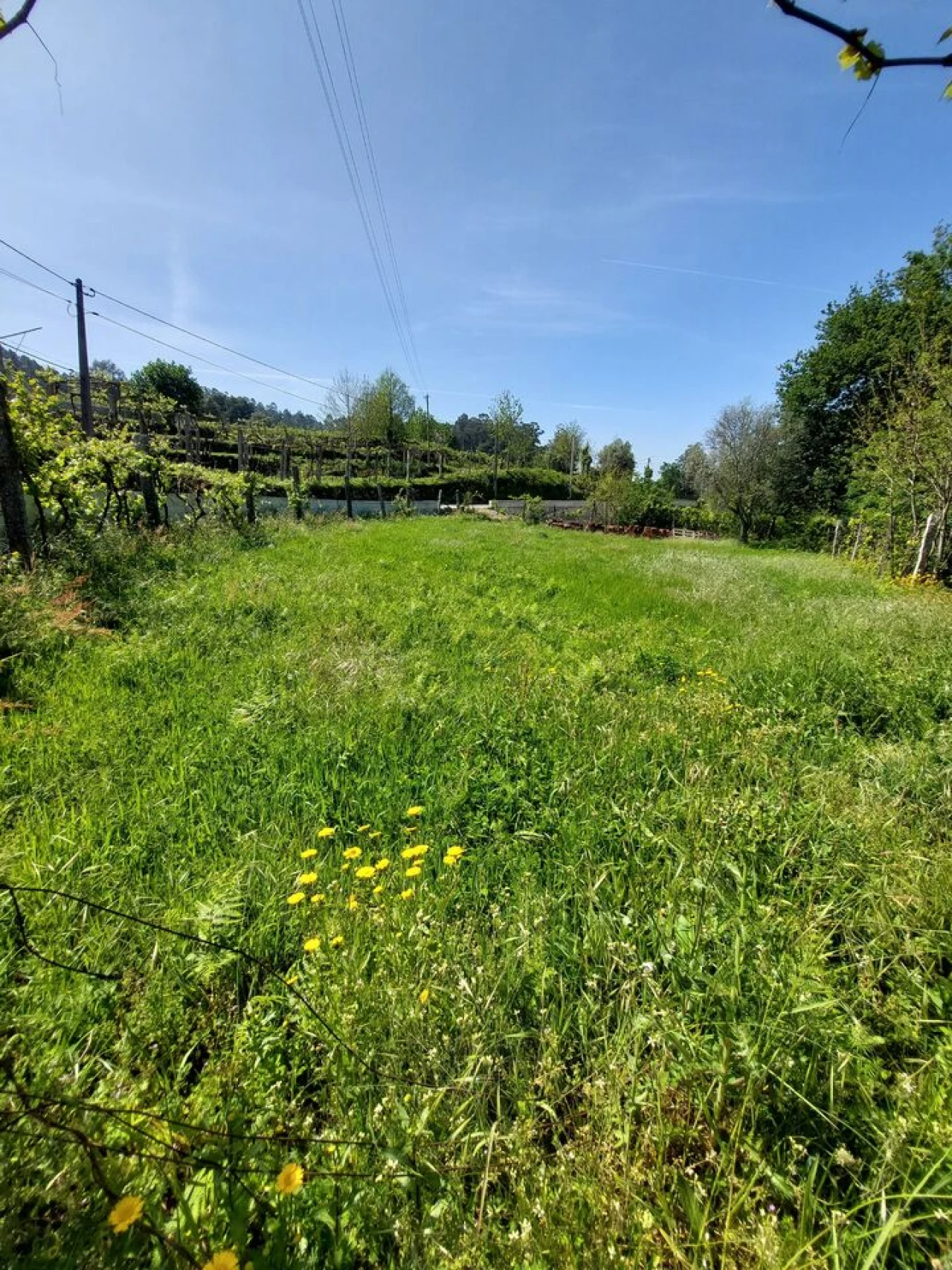 Terreno para Venda em Couto Foto 1