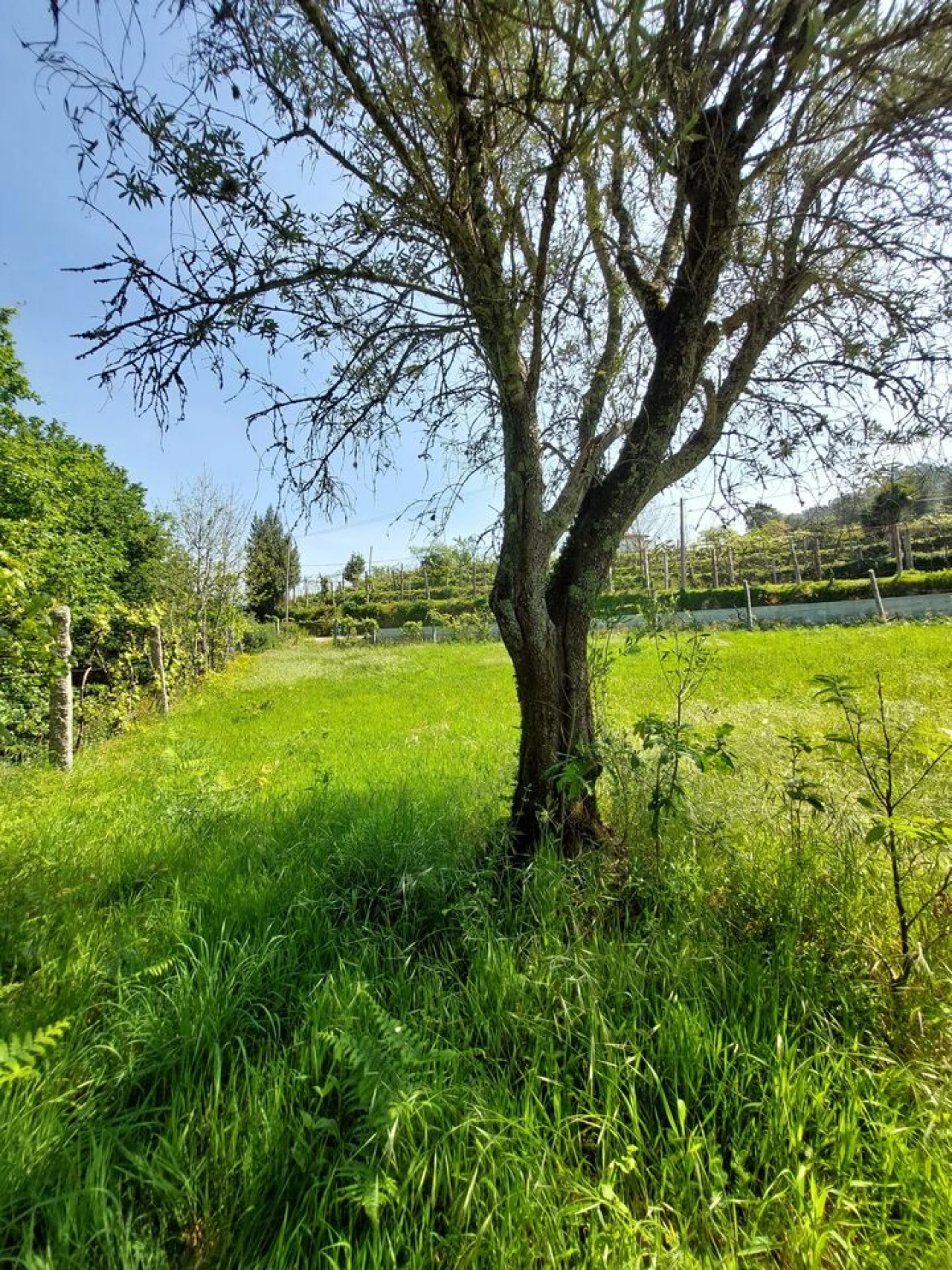 Terreno para Venda em Couto Foto 6