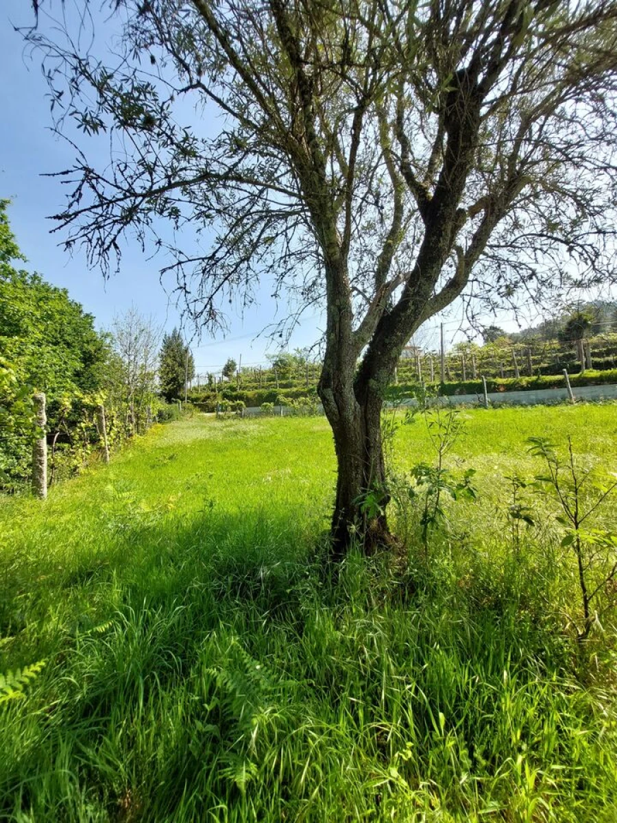 Terreno para Venda em Couto Foto 6