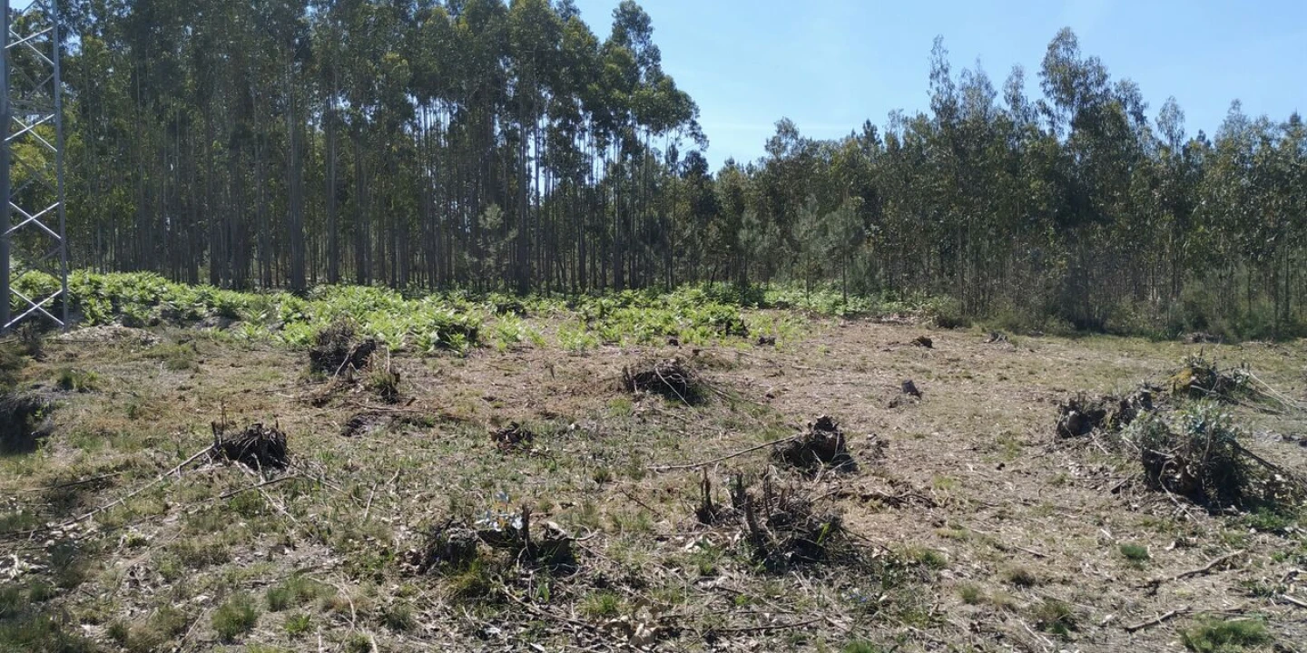 Terreno para Venda em Marinha Grande Foto 3