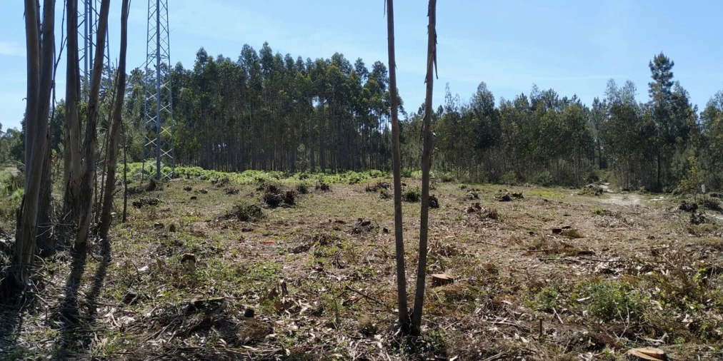 Terreno para Venda em Marinha Grande Foto 4