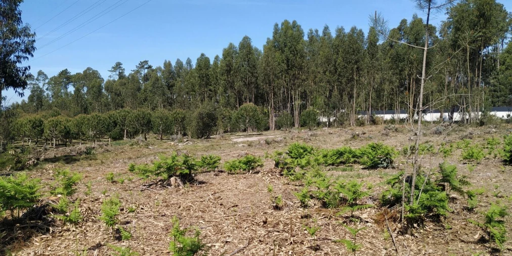 Terreno para Venda em Marinha Grande Foto 1