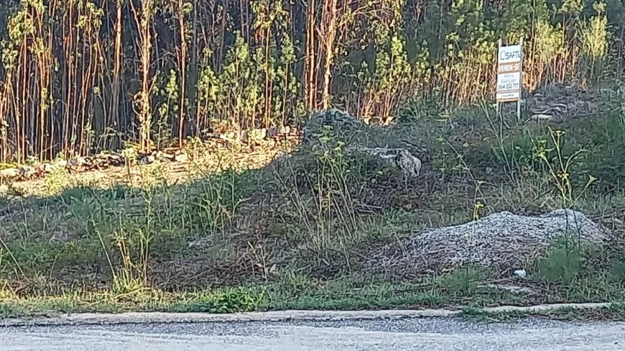 Terreno para Venda em Longos Vales Foto 8