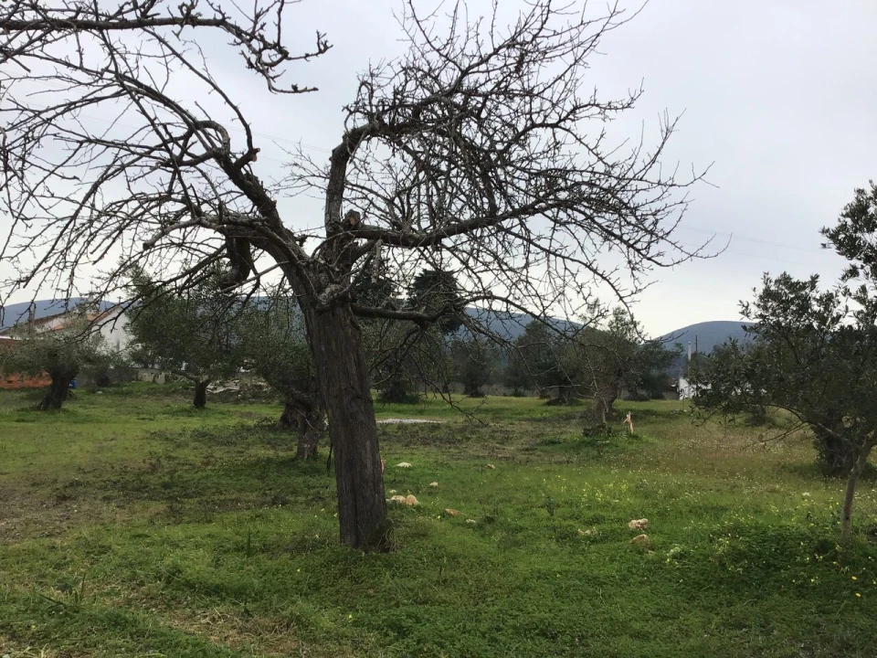 Terreno para Venda em Pedrogão Foto 3