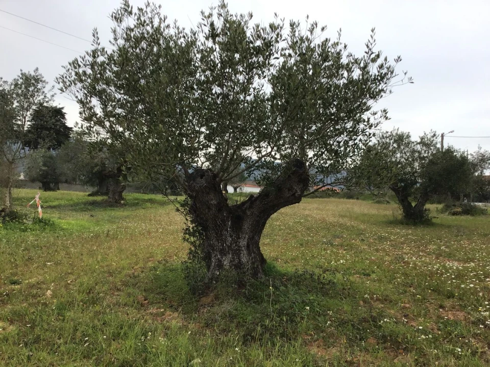 Terreno para Venda em Pedrogão Foto 4
