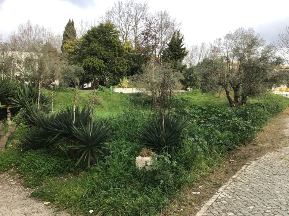 Terreno para Venda em Torres Novas (São Pedro), Lapas e Ribeira Branca Foto 1