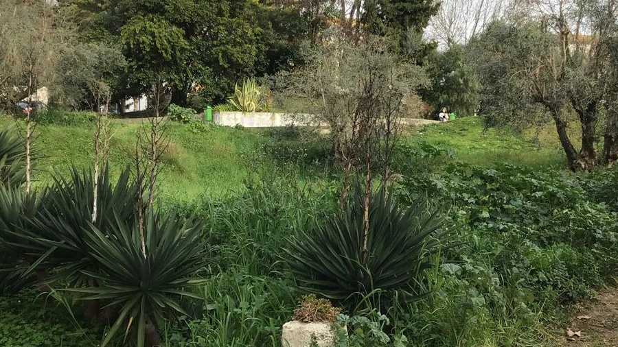 Terreno para Venda em Torres Novas (São Pedro), Lapas e Ribeira Branca