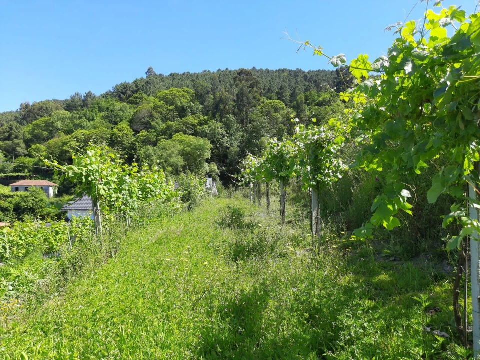 Moradia T2 para Venda em Abedim Foto 6