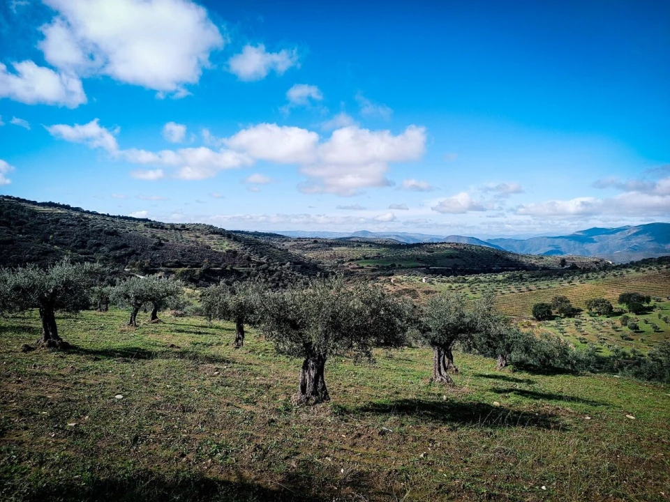 Terreno para Venda em Escalhão Foto 1