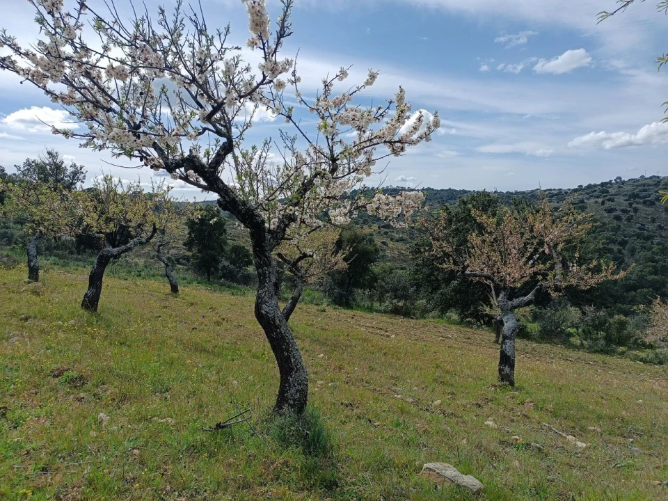 Terreno para Venda em Escalhão Foto 9
