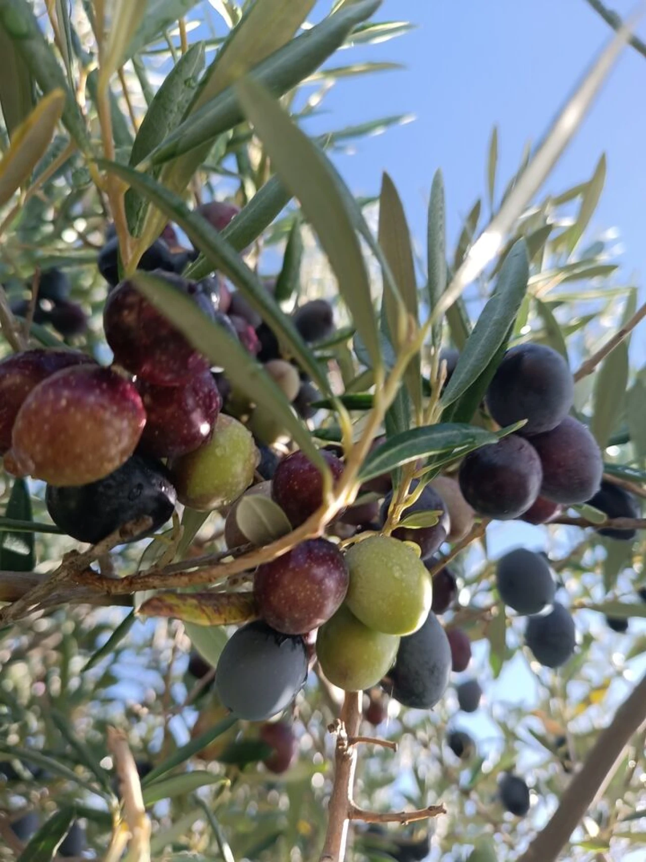 Terreno para Venda em Escalhão Foto 11