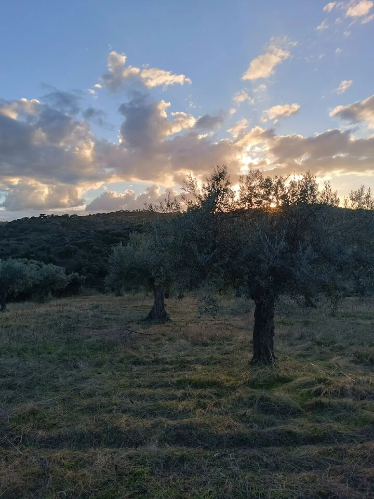 Terreno para Venda em Escalhão Foto 14