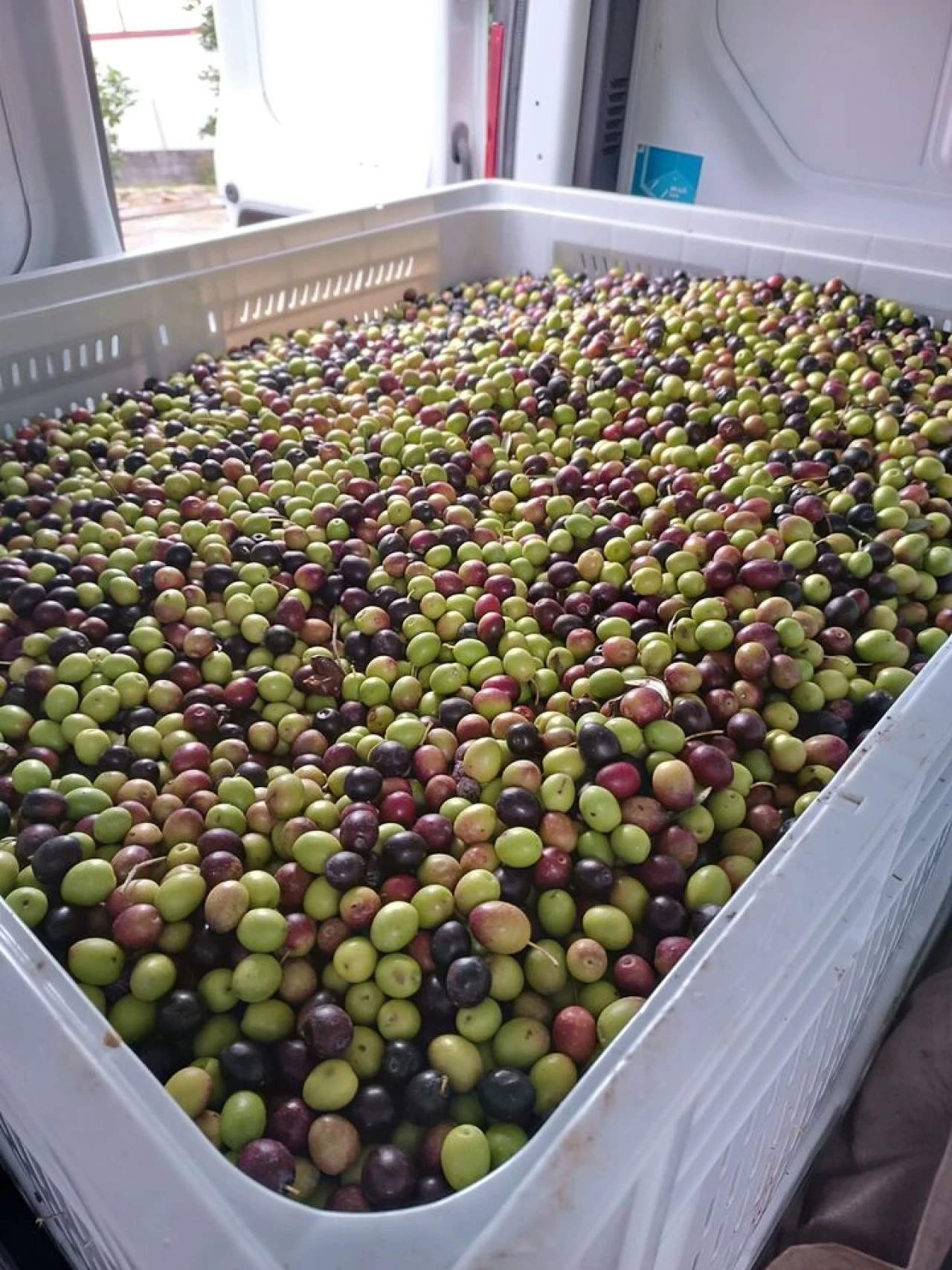 Terreno para Venda em Escalhão Foto 15