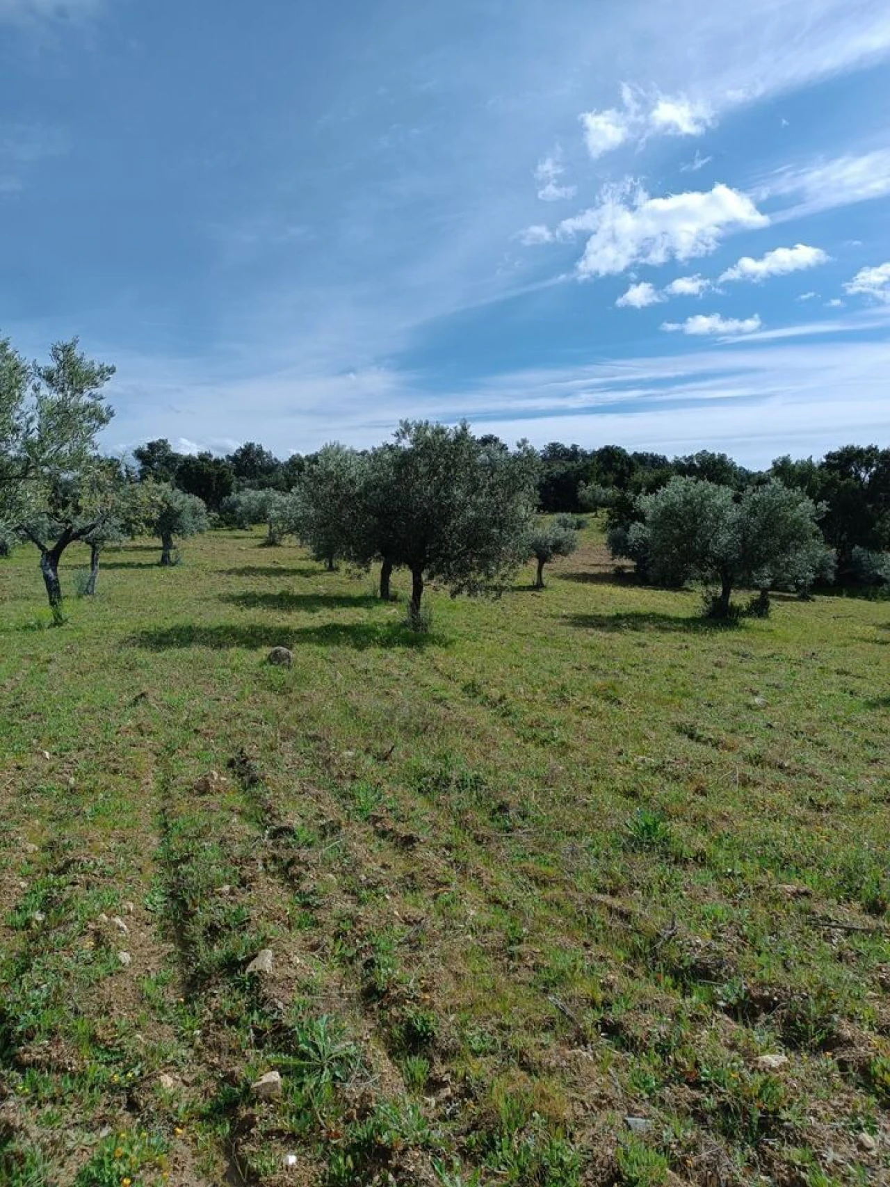 Terreno para Venda em Escalhão Foto 20