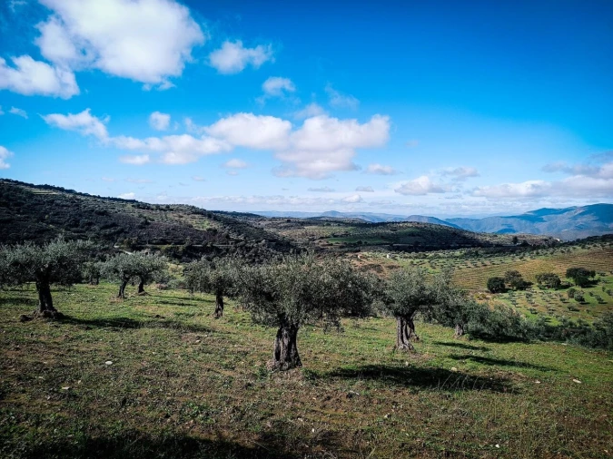 Terreno para Venda em Escalhão Foto 1