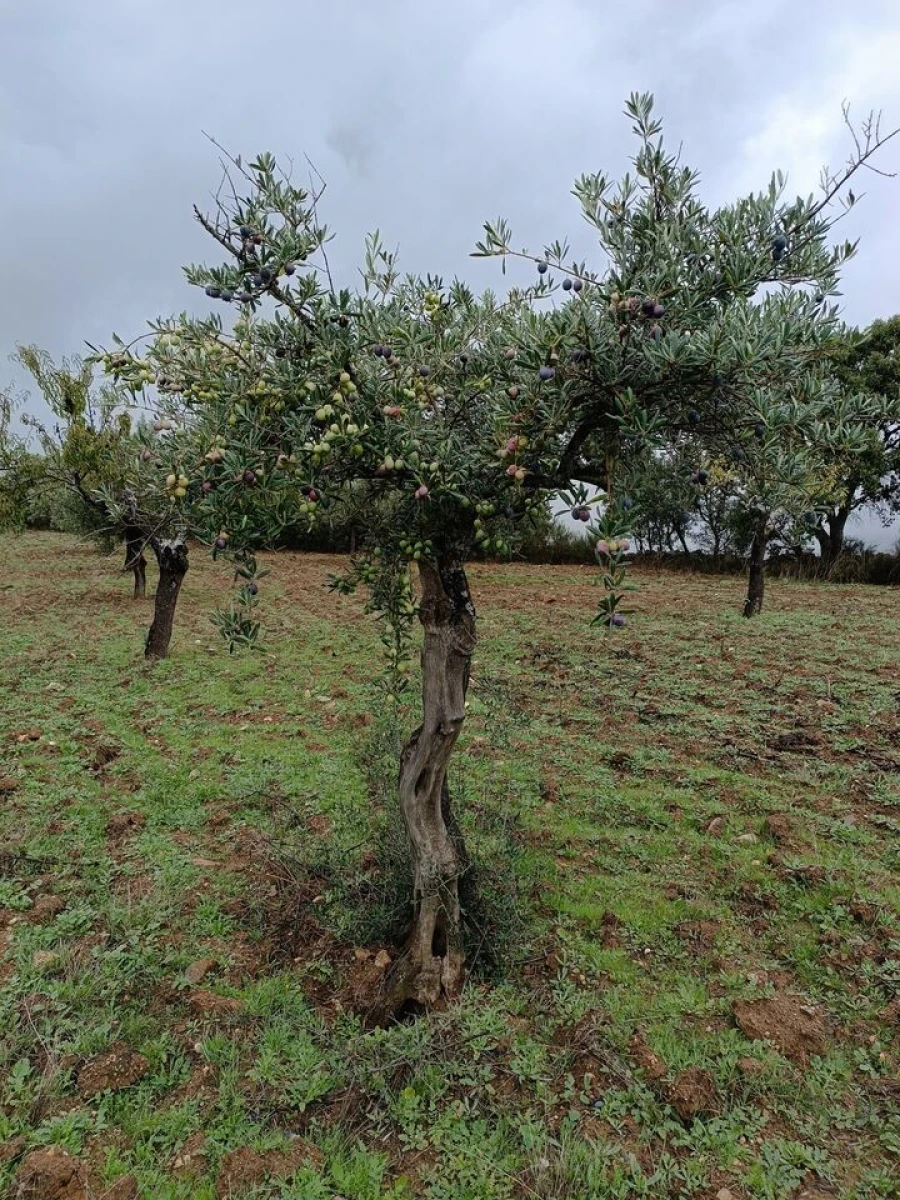 Terreno para Venda em Escalhão Foto 4