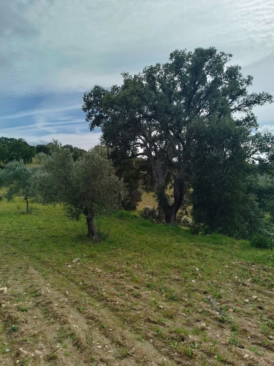Terreno para Venda em Escalhão Foto 7