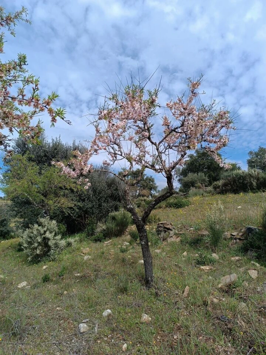 Terreno para Venda em Escalhão Foto 8