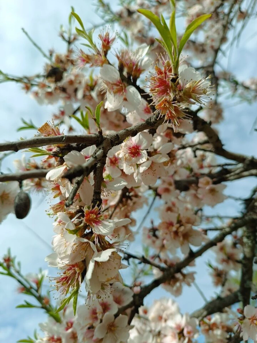 Terreno para Venda em Escalhão Foto 10