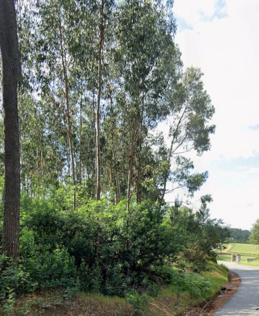 Terreno para Venda em Longos Vales