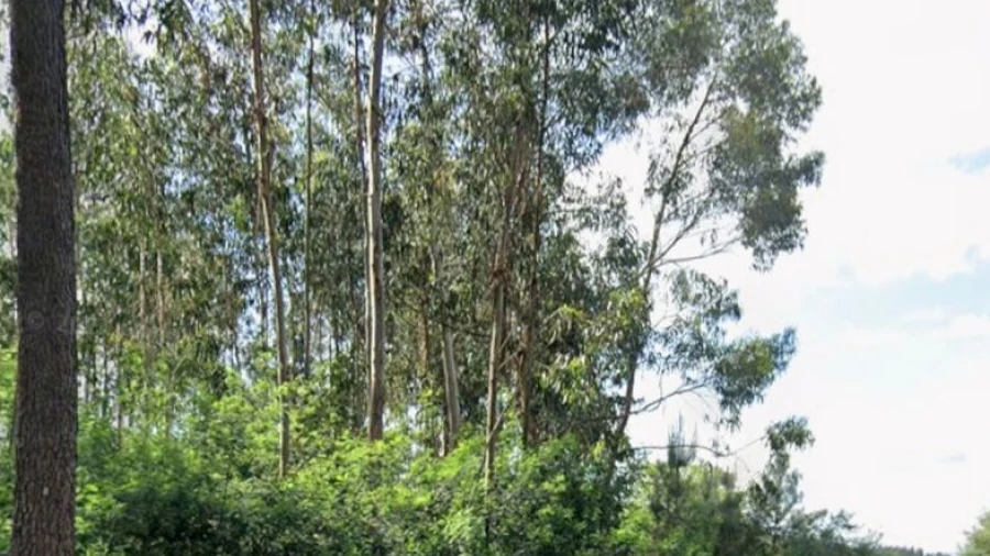 Terreno para Venda em Longos Vales