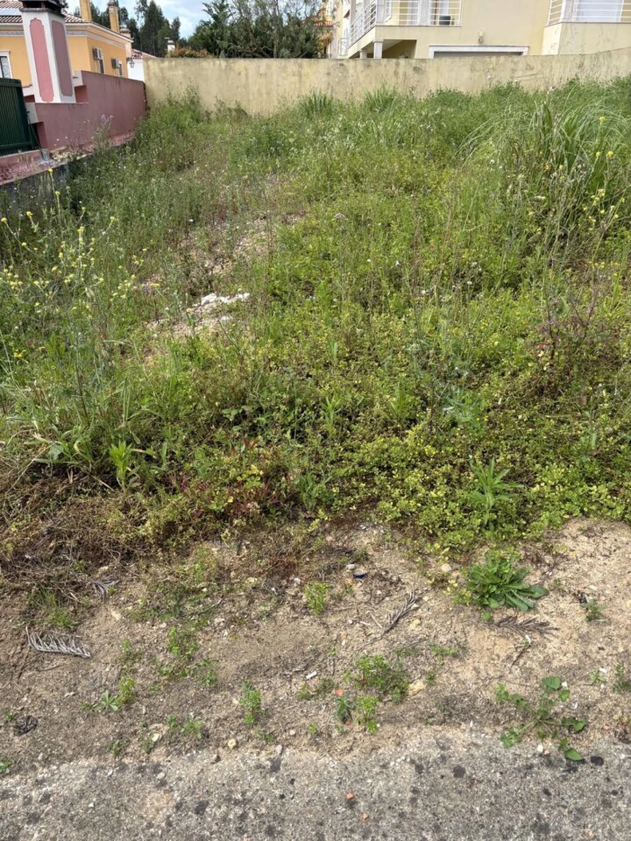 Terreno para Venda em Rio Maior Foto 4