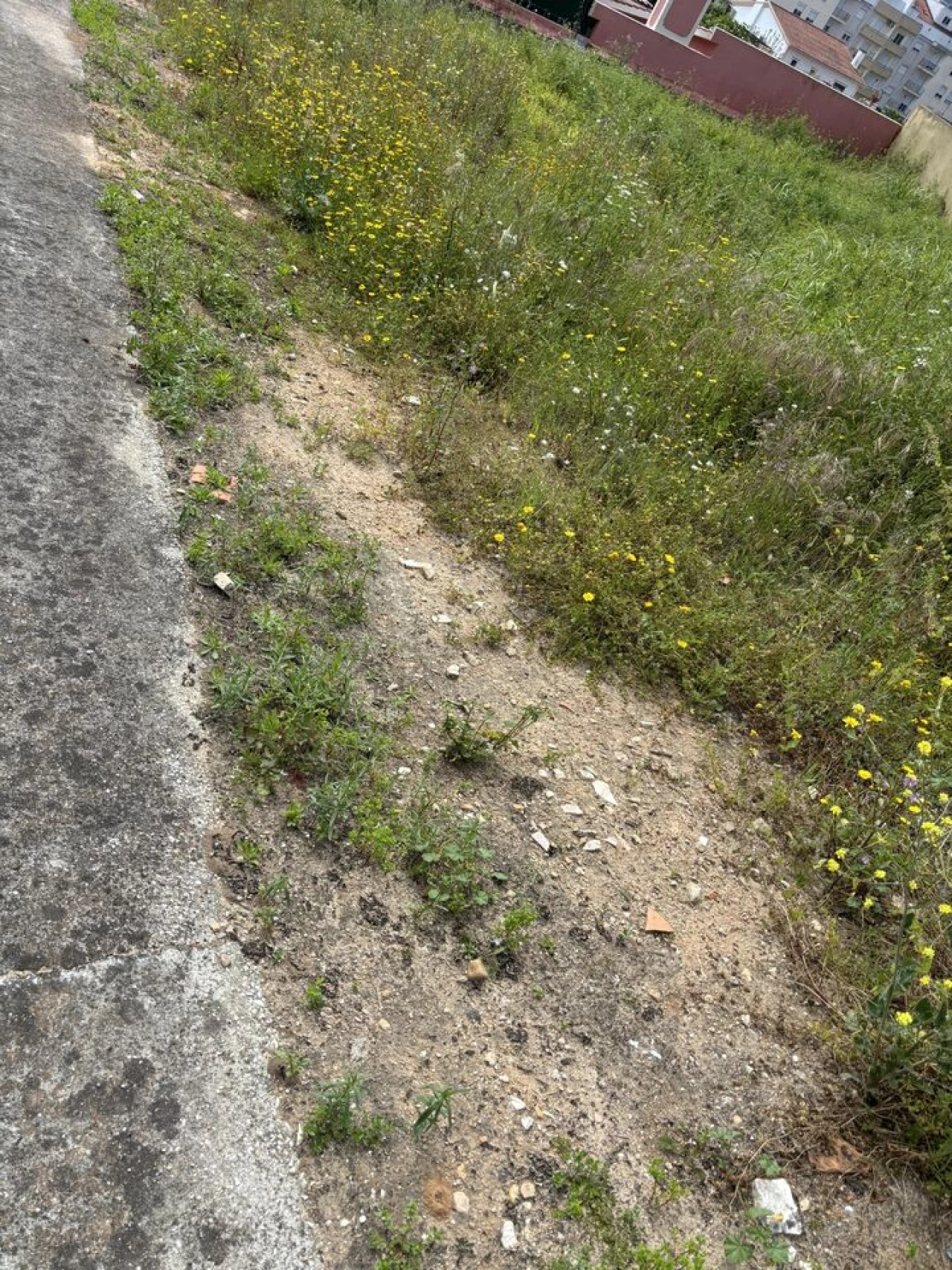 Terreno para Venda em Rio Maior Foto 5