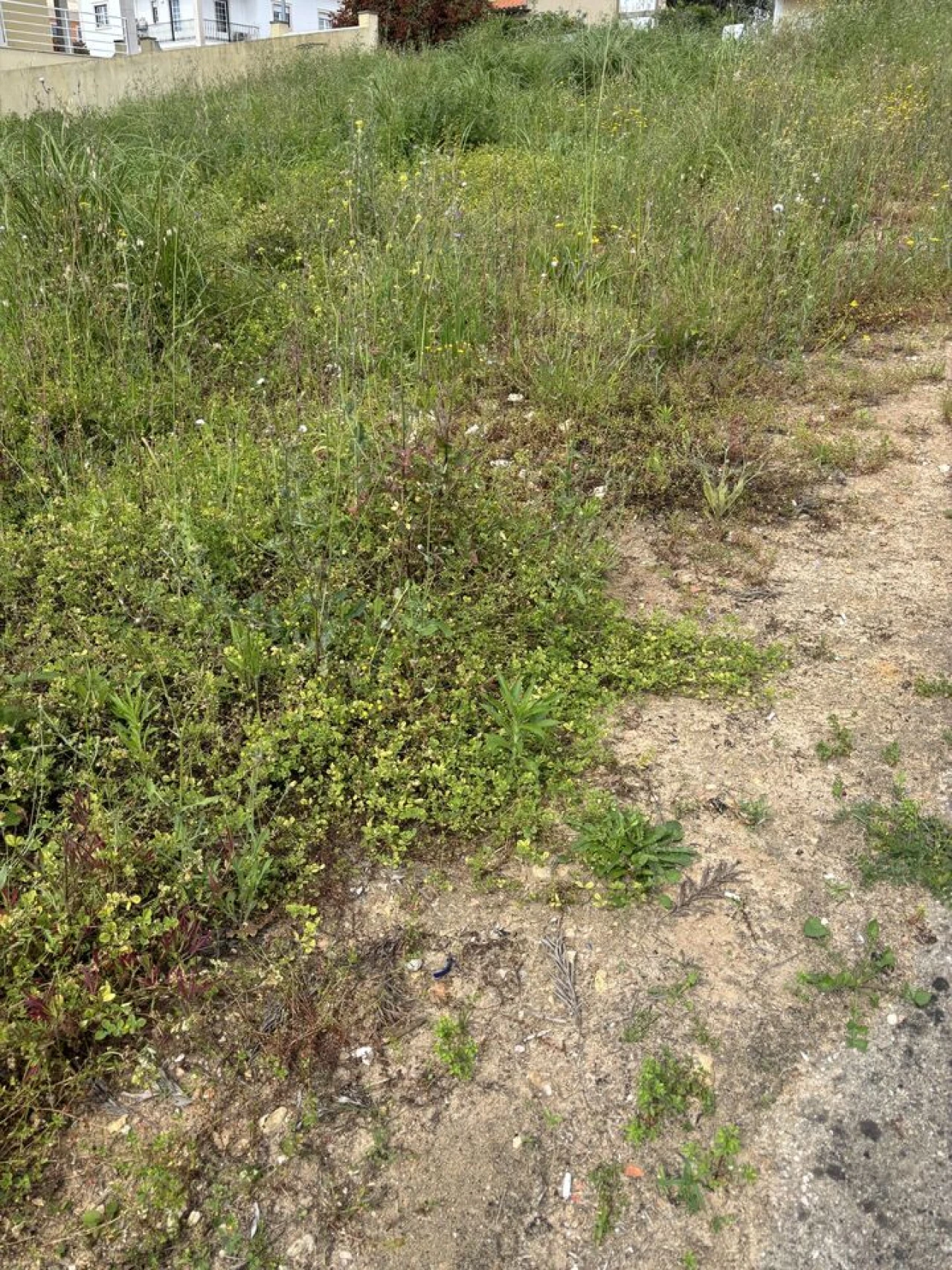 Terreno para Venda em Rio Maior Foto 6