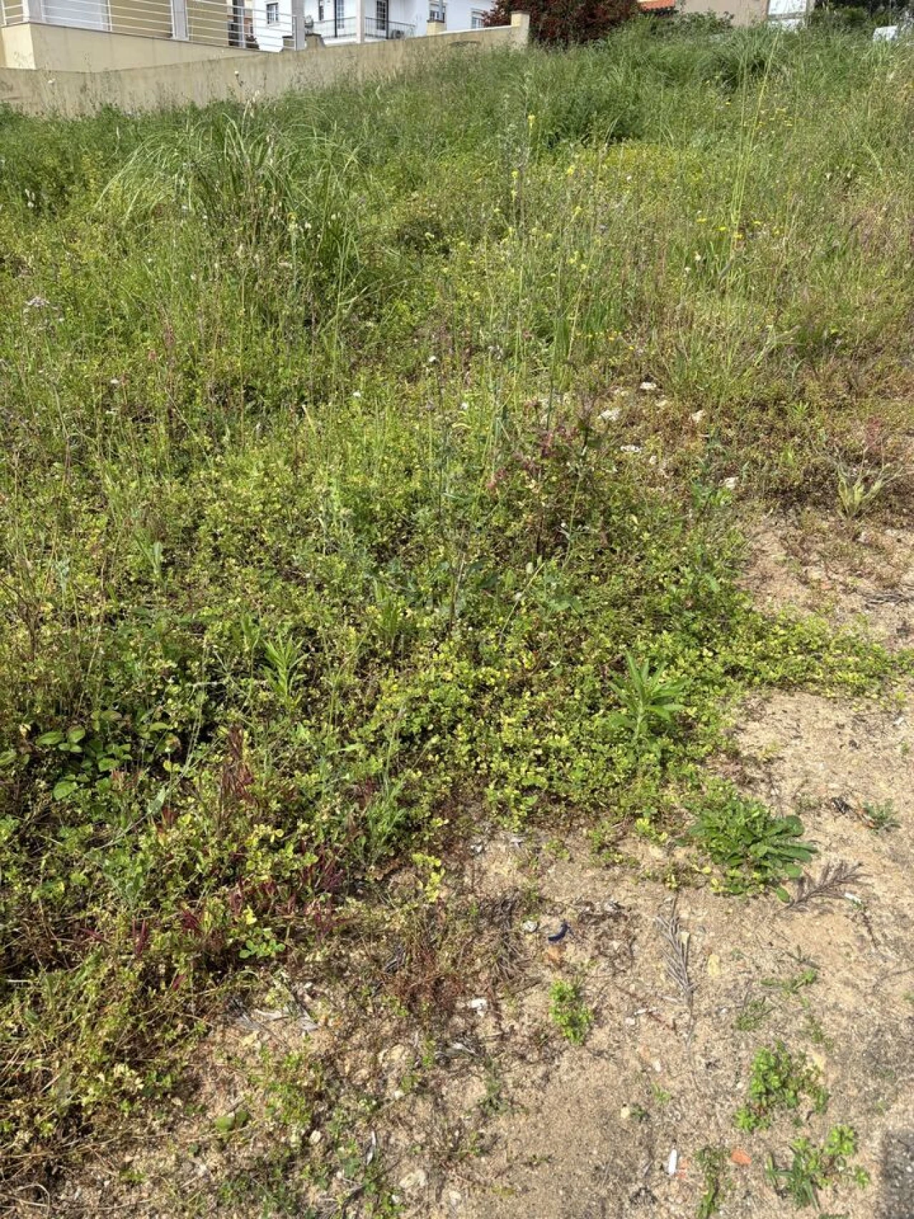 Terreno para Venda em Rio Maior Foto 7