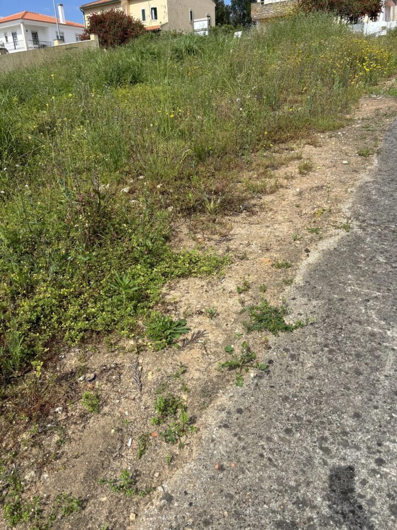 Terreno para Venda em Rio Maior Foto 8