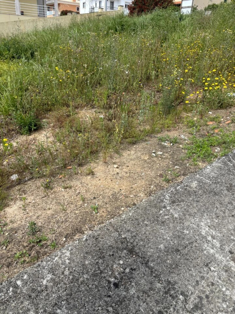 Terreno para Venda em Rio Maior Foto 3
