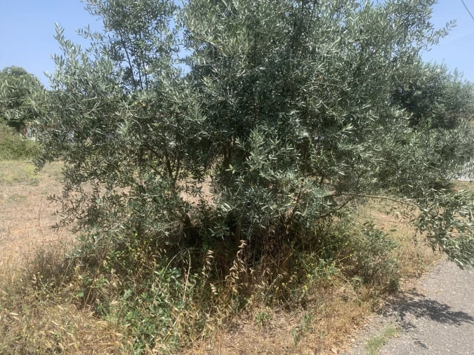 Terreno para Venda em Alcobertas Foto 5