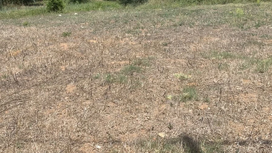 Terreno para Venda em Alcobertas