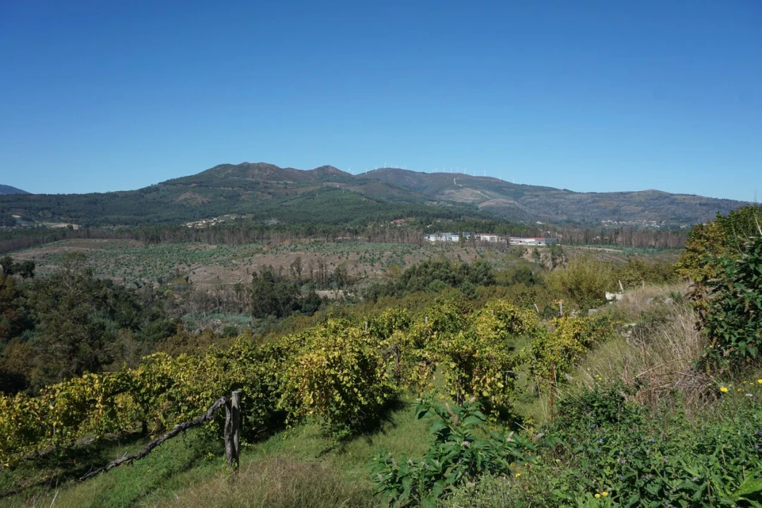 Quinta T0 para Venda em Penso Foto 4