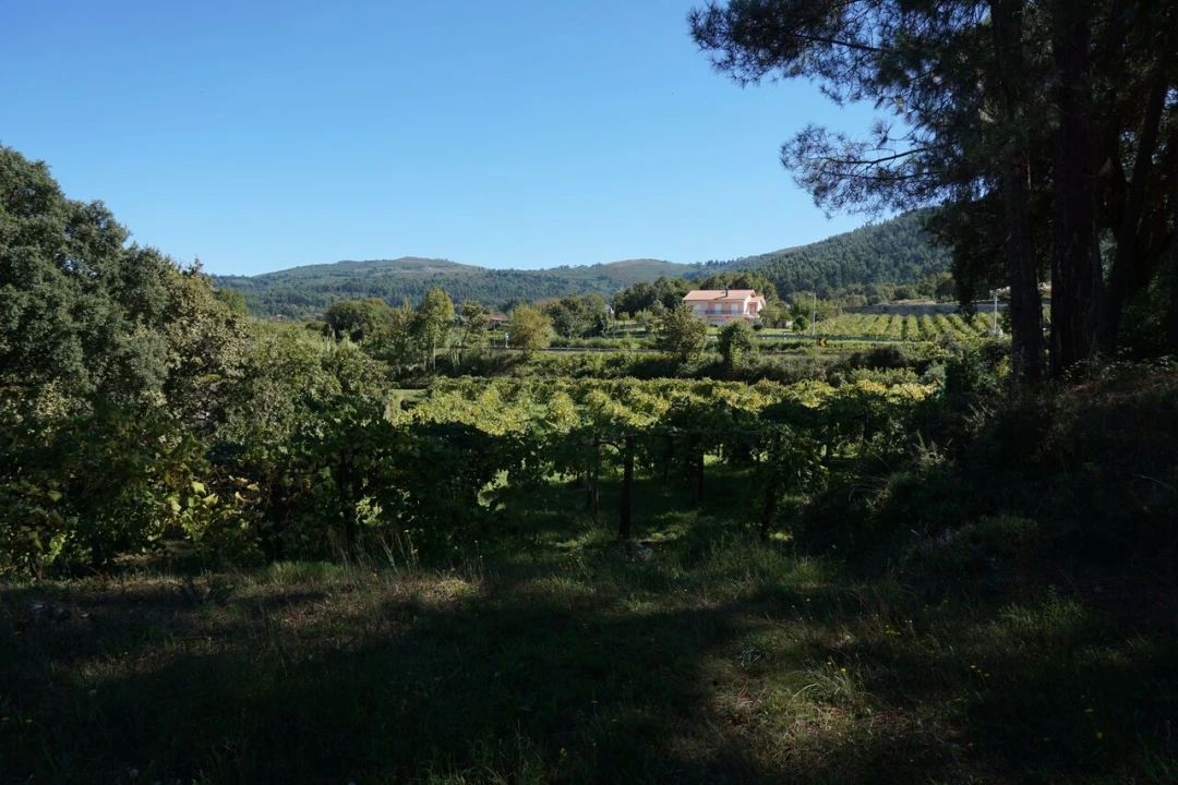 Quinta T0 para Venda em Penso Foto 10