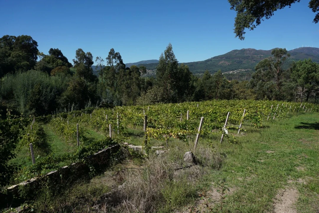 Quinta T0 para Venda em Penso Foto 11