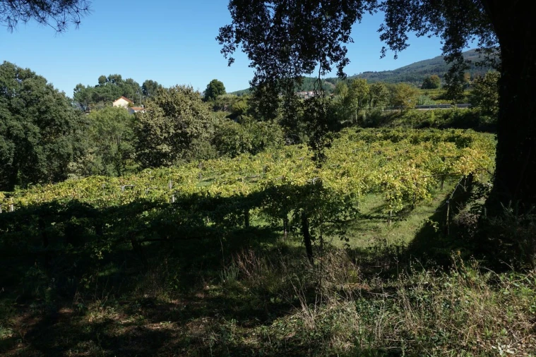 Quinta T0 para Venda em Penso Foto 9