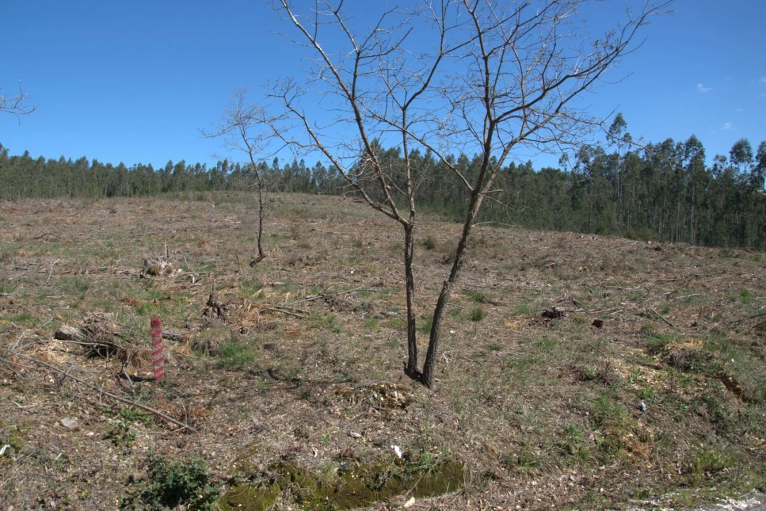 Terreno para Venda em Redinha Foto 9