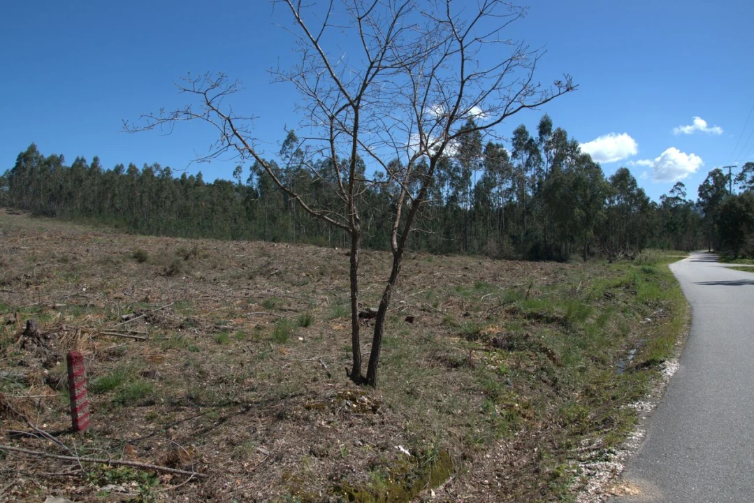 Terreno para Venda em Redinha Foto 12