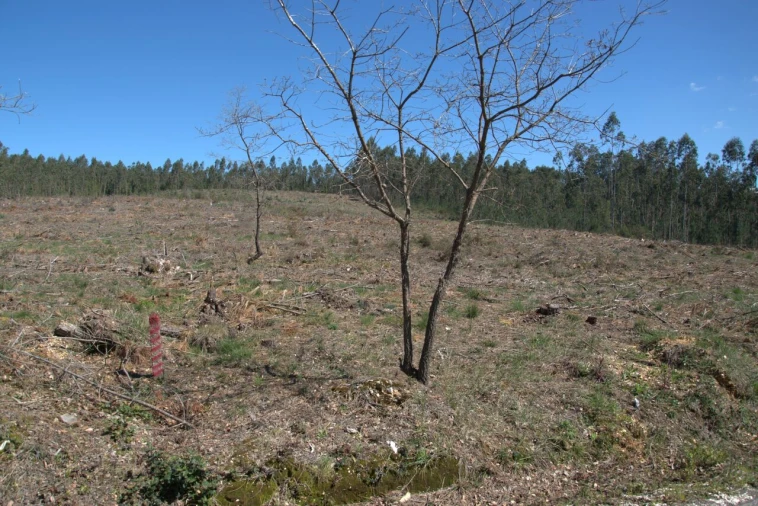 Terreno para Venda em Redinha Foto 9